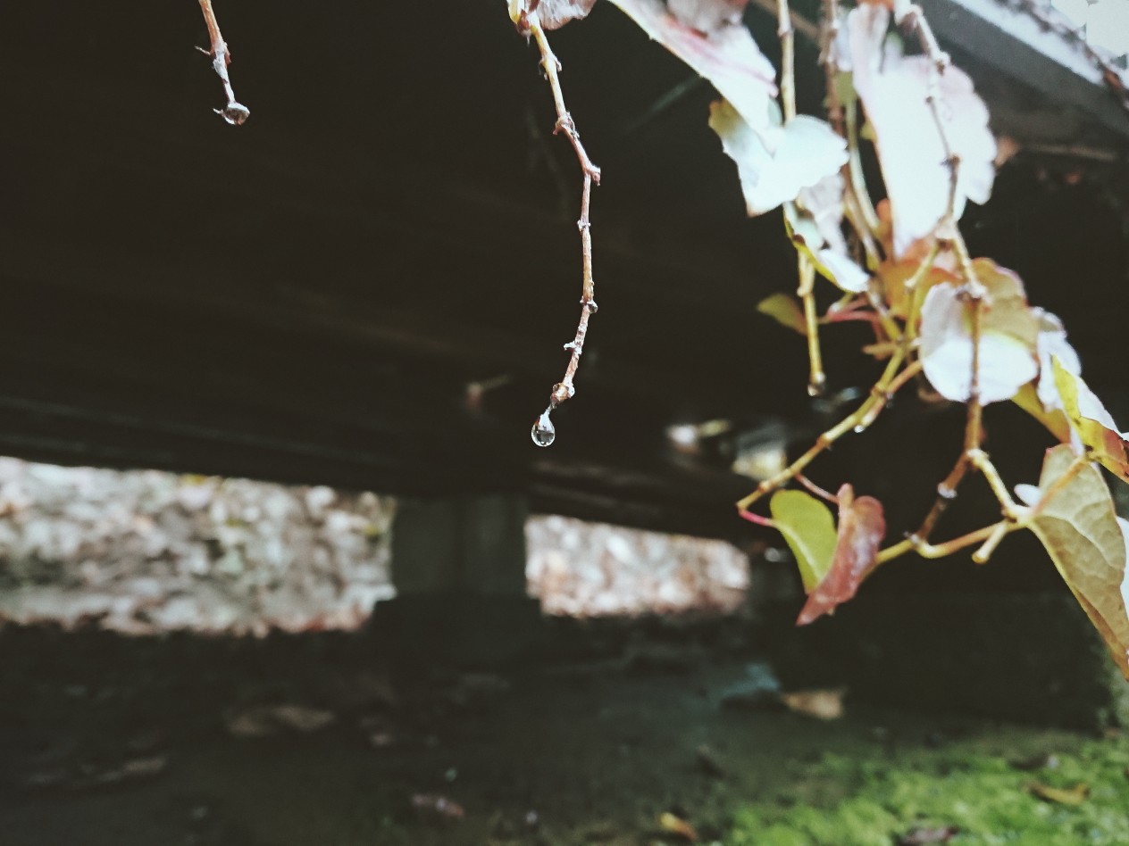 秋风,落叶,细雨,老屋.