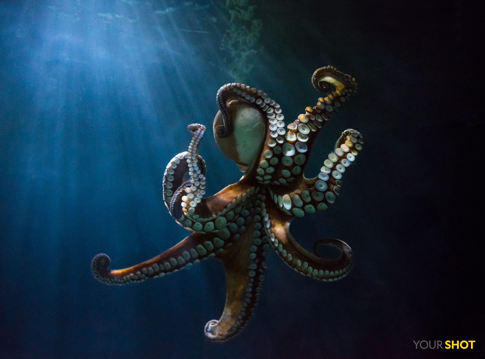 优雅潜行一只章鱼在水下的光晕中缓缓游动.