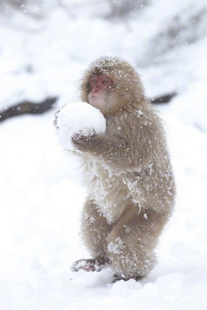 萌翻了~冬天在雪地里滚雪球,打雪仗的小猴子们!