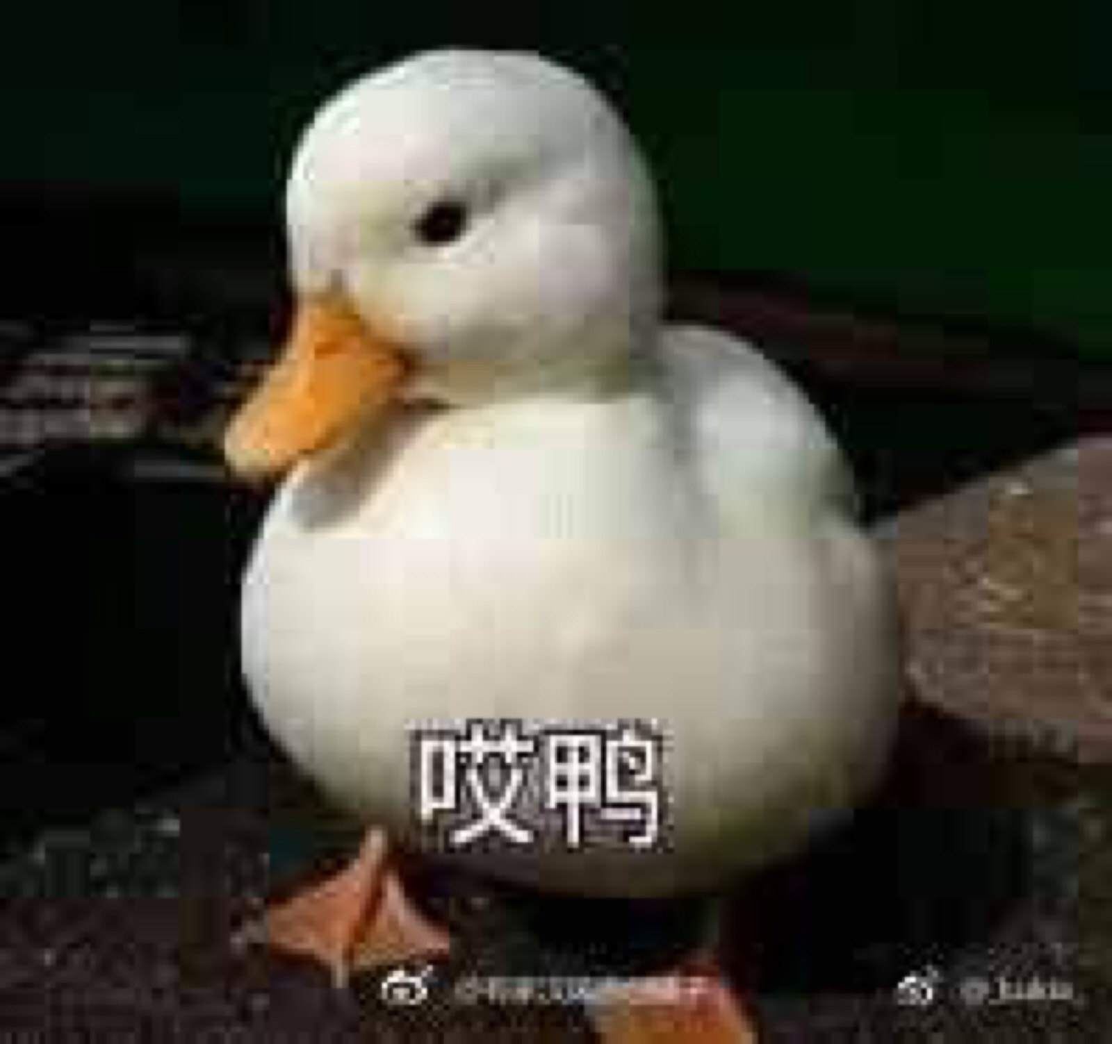鸭鸭 表情包