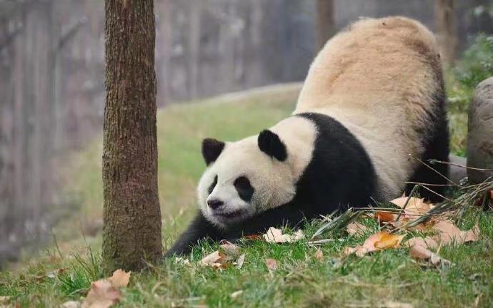 动物们伸懒腰时的样子好萌好可爱啊,看的自己也想伸个懒腰了