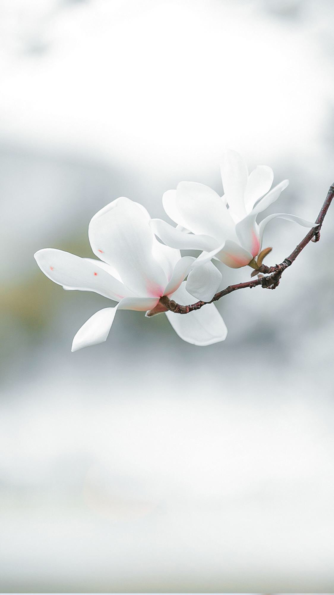壁纸·玉兰