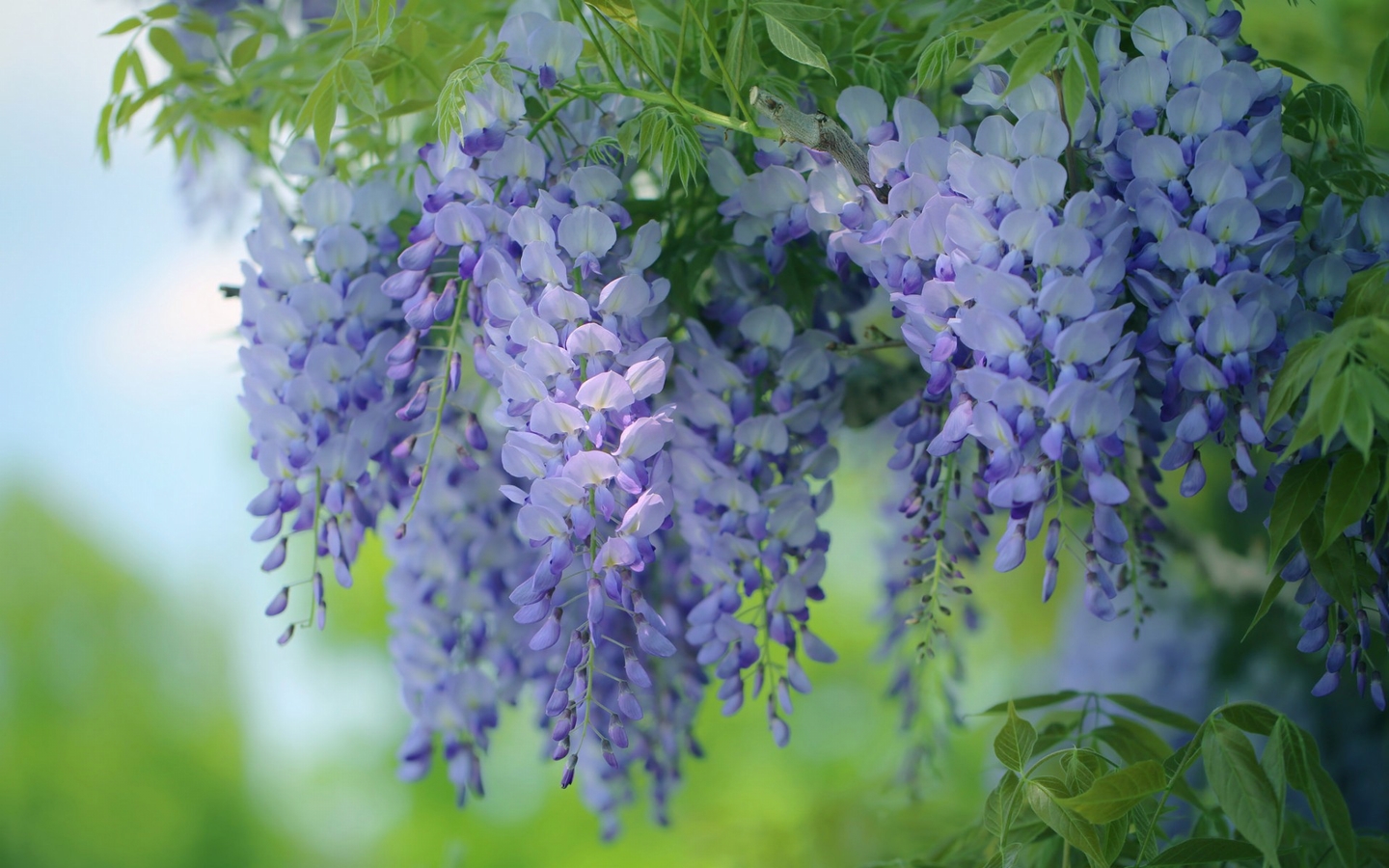 紫藤萝花 浪漫