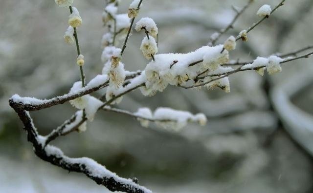 梅须逊雪三分白,雪却输梅一段香.