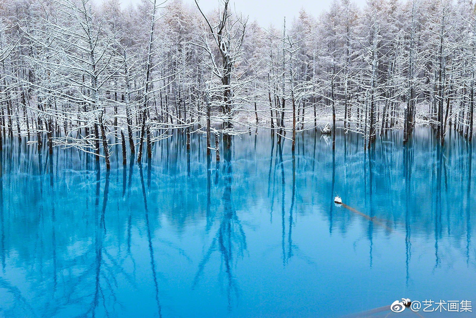 北海道 · 美瑛青池 kent shiraishi 摄影艺术