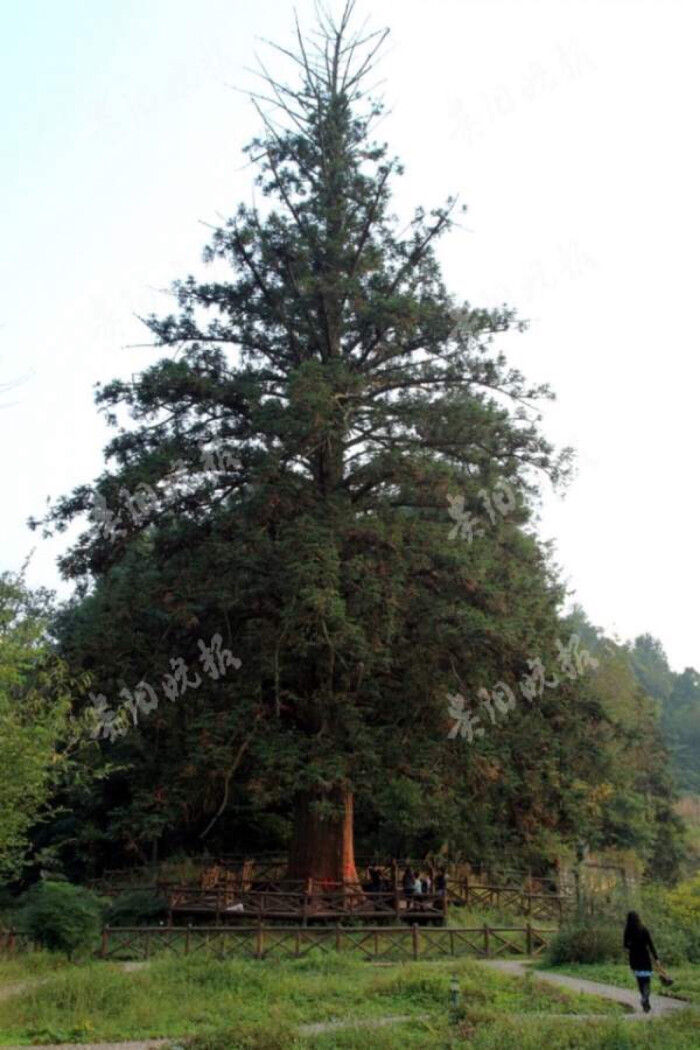 被誉为"中国杉王"的这棵大杉树,生长在习水县城外约9公里外的山区.