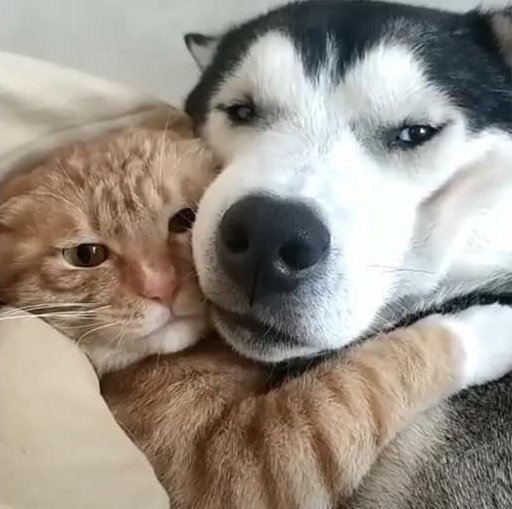 橘猫跟二哈前一秒还相亲相爱,可下一秒就. #红人的诞生