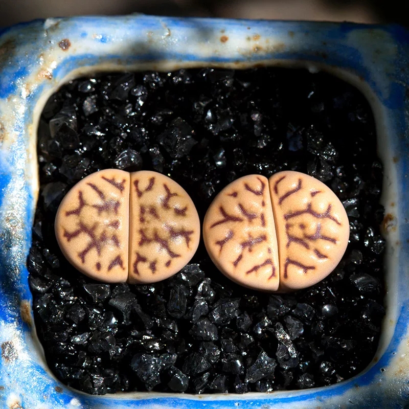 雀卵生石花多肉植物萌肉肉植物进口稀有屁股花屁屁花陌派云南多肉