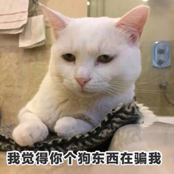 萌猫喵喵表情包
