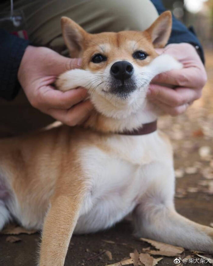 强颜欢笑