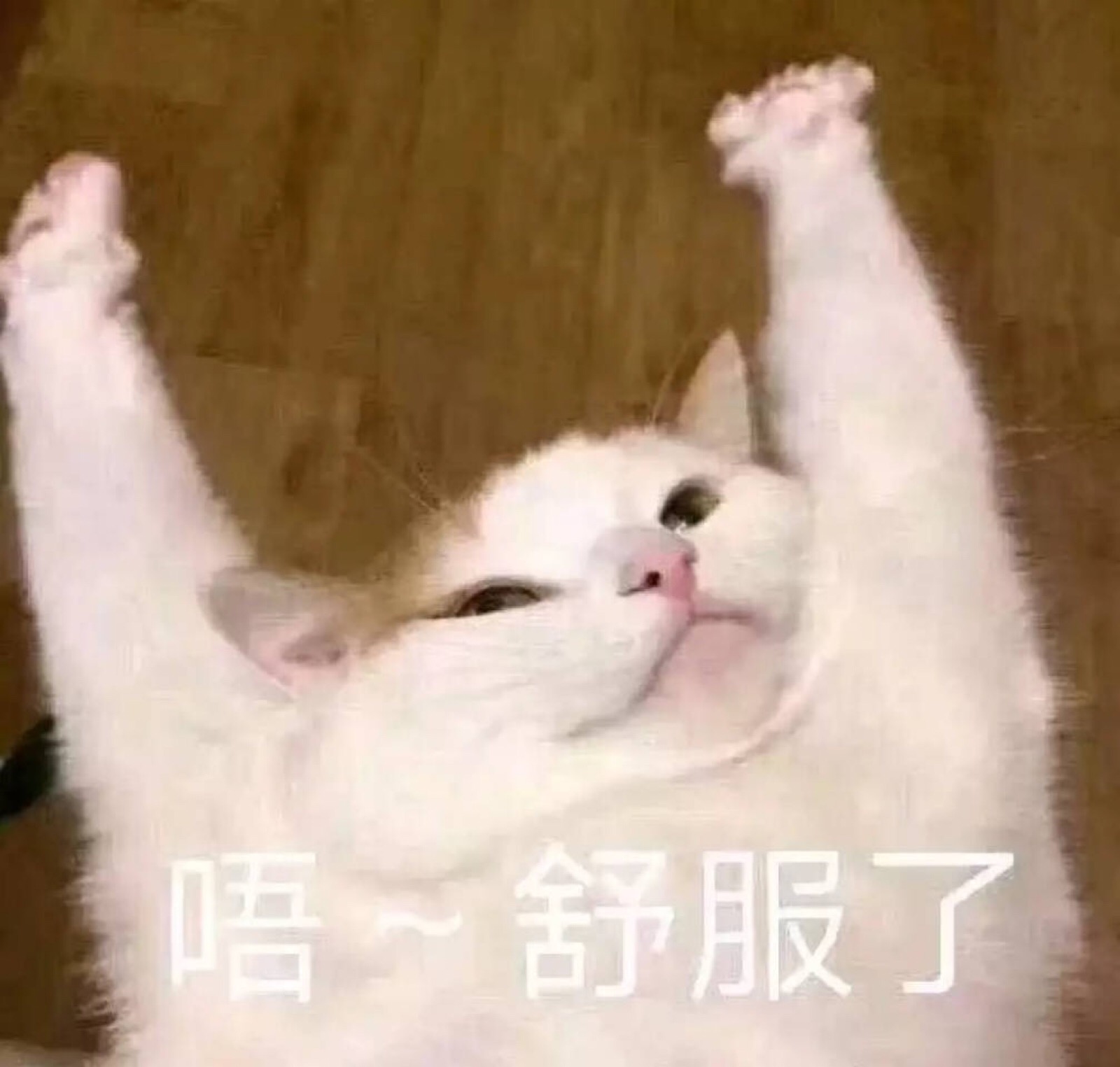 猫猫 表情包