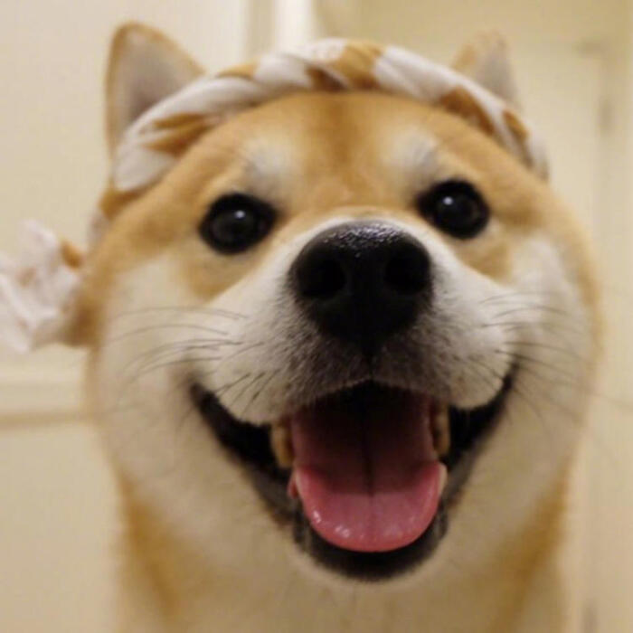 超萌柴犬头像