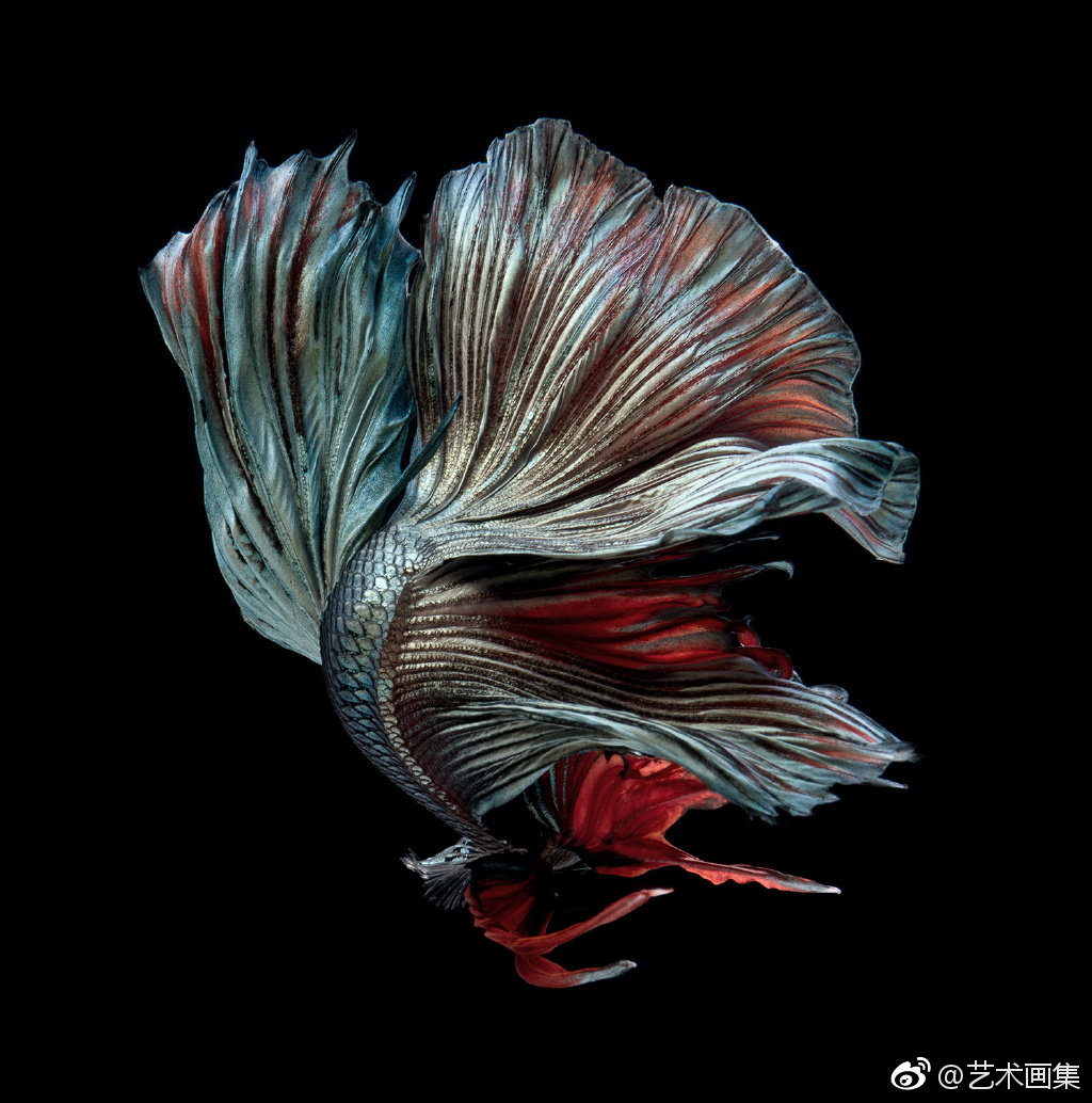 暹逻斗鱼 摄影师 visarute