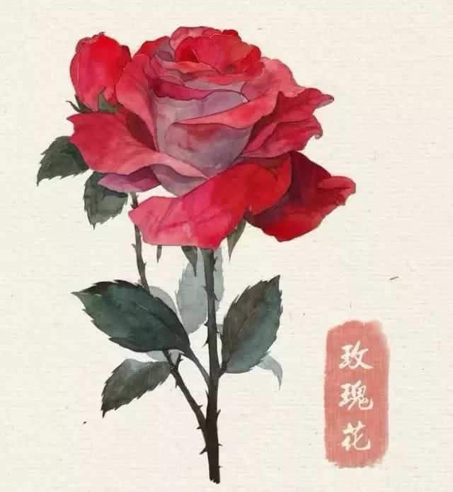 花卉 临摹素材 水彩 玫瑰花