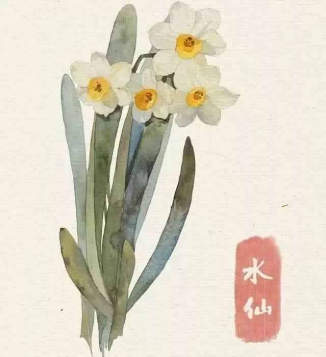 花卉 临摹素材 水彩 水仙花