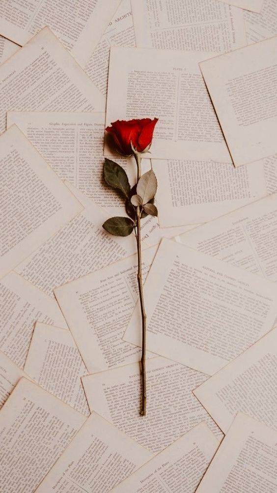 高清个性壁纸 手机壁纸 意向 玫瑰花 书 文艺