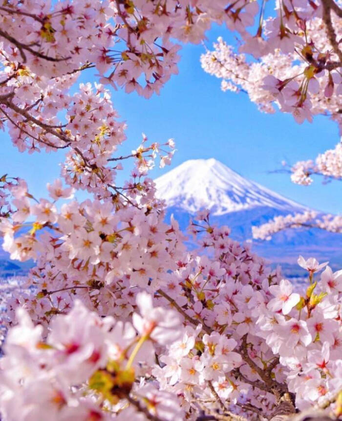 日本,富士山,樱花