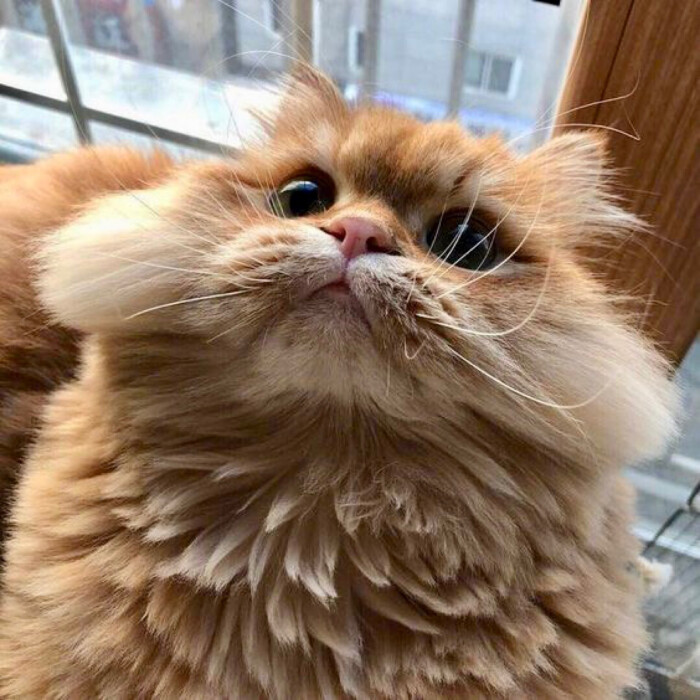 猫咪 橘猫