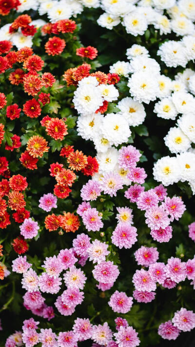 鲜花 插花 捧花 花艺 清新 摄影 绿植 淡雅 自然 壁纸 锁屏 屏保 高清