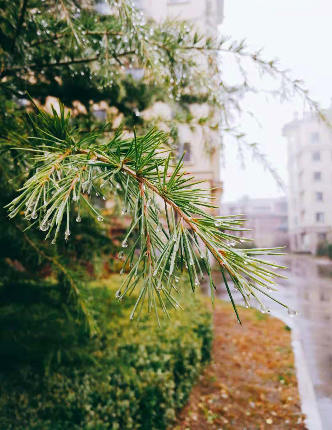 12.3 雨后的清晨