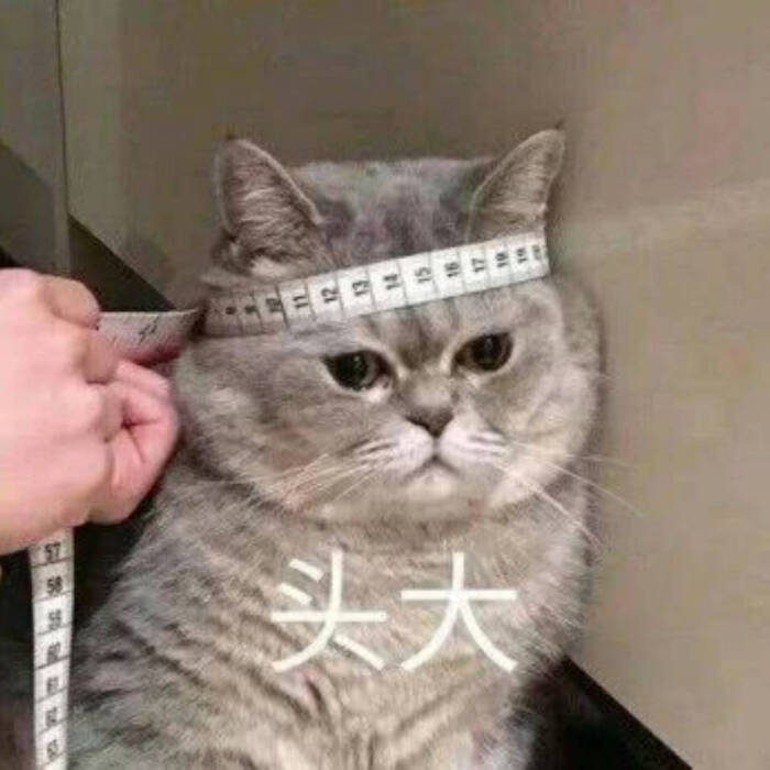 猫咪表情包