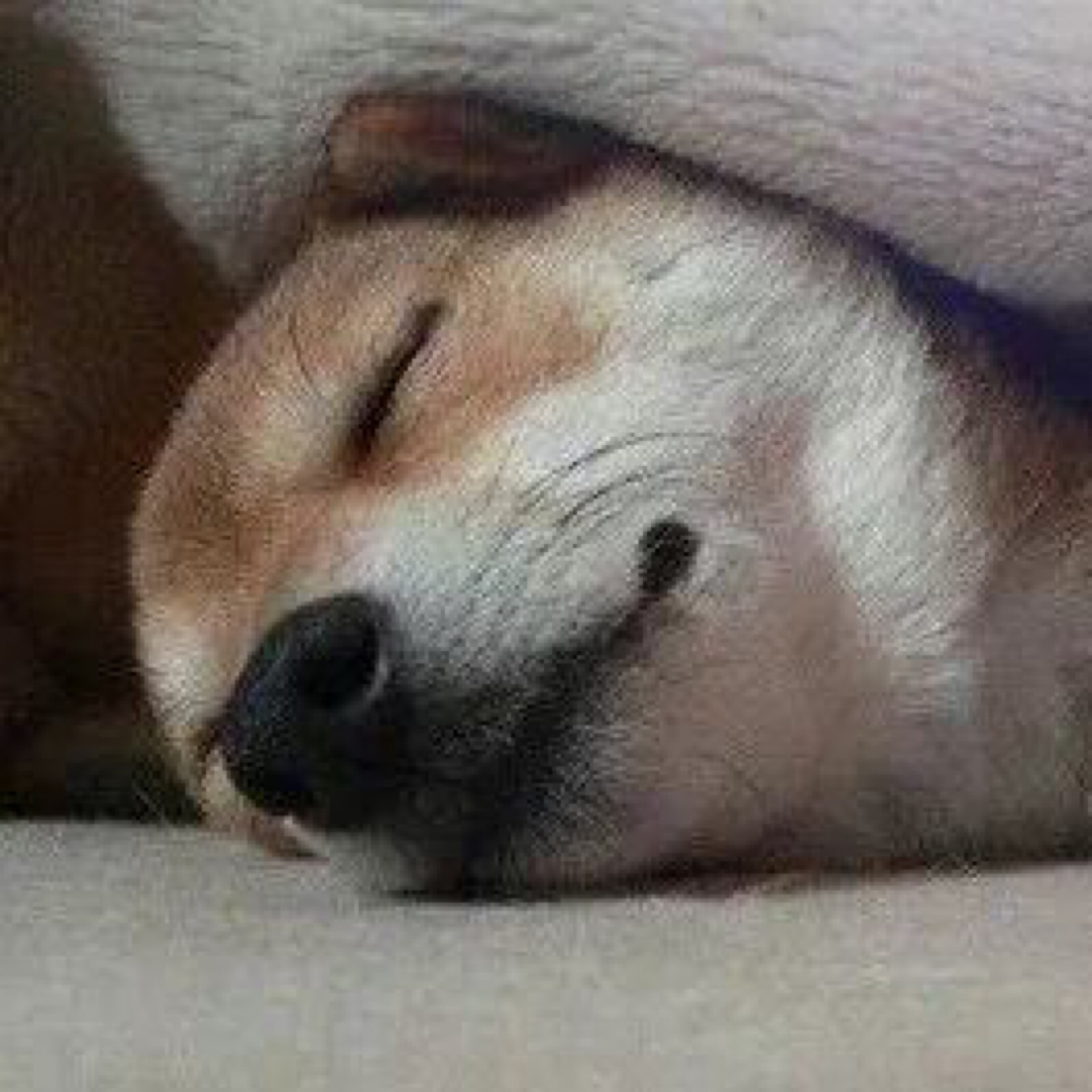 猫狗情头