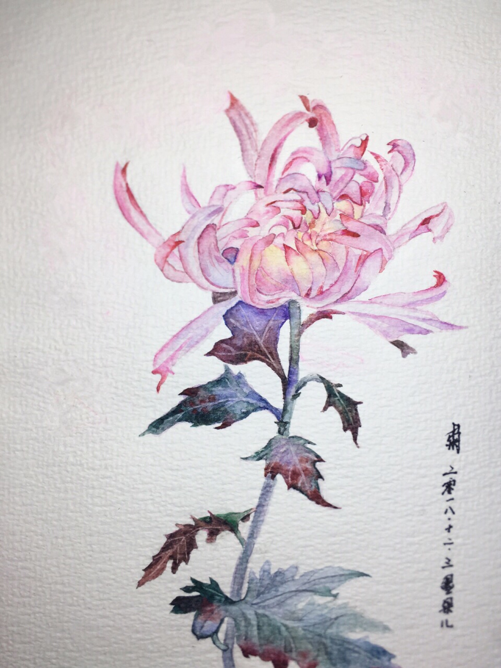 一朵菊花.