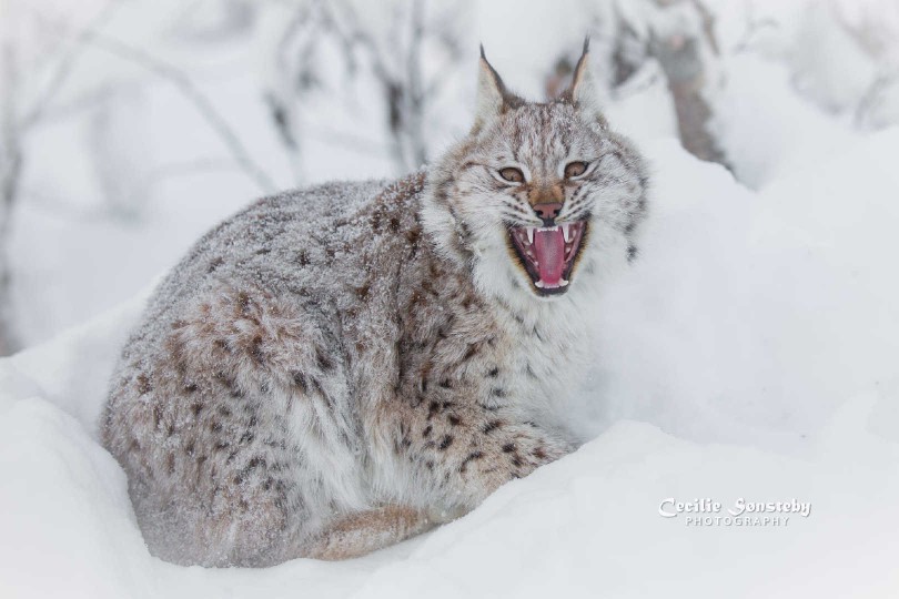[cp]【番外篇】#猞猁#雪中猞猁,知名摄影师cecilie s03nsteby拍摄