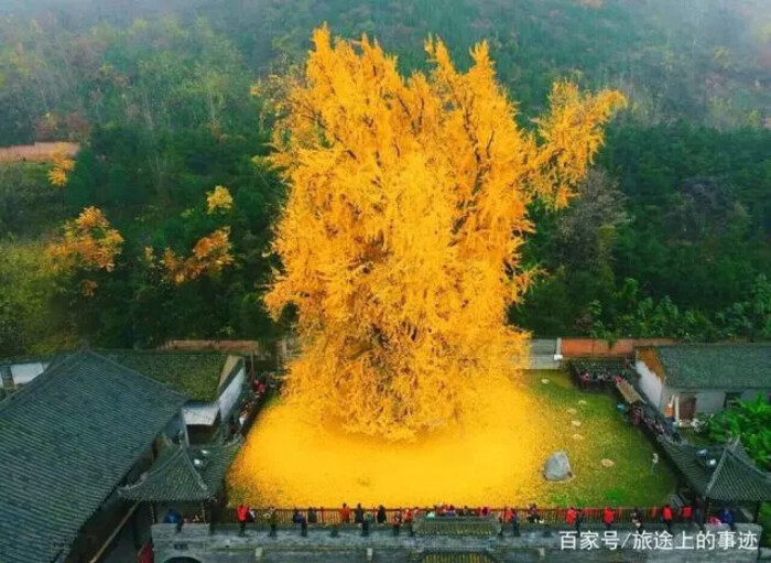 西安市长安区罗汉洞村的古观音禅寺,一棵银杏树下落满黄叶,像金黄的