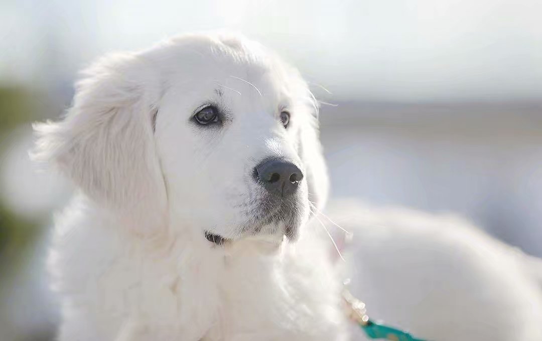 奶白色的金毛猎犬,这奶fufu的样子太可爱人了.