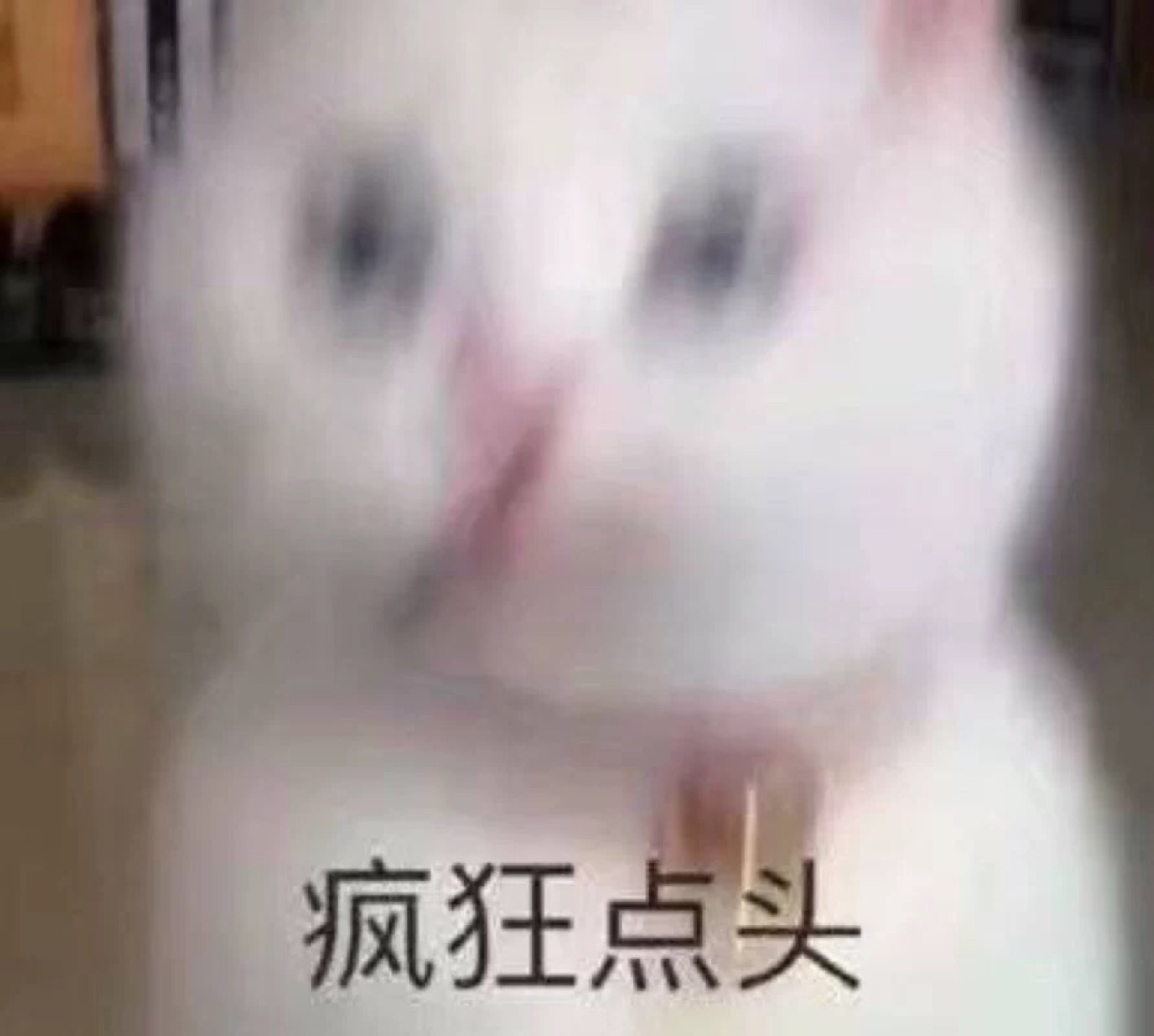 猫 疯狂点头