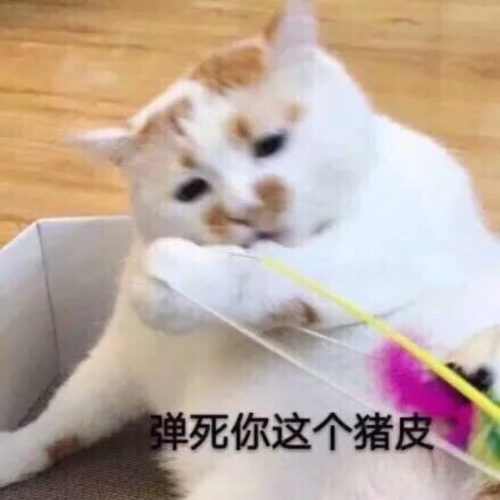 猫咪表情包