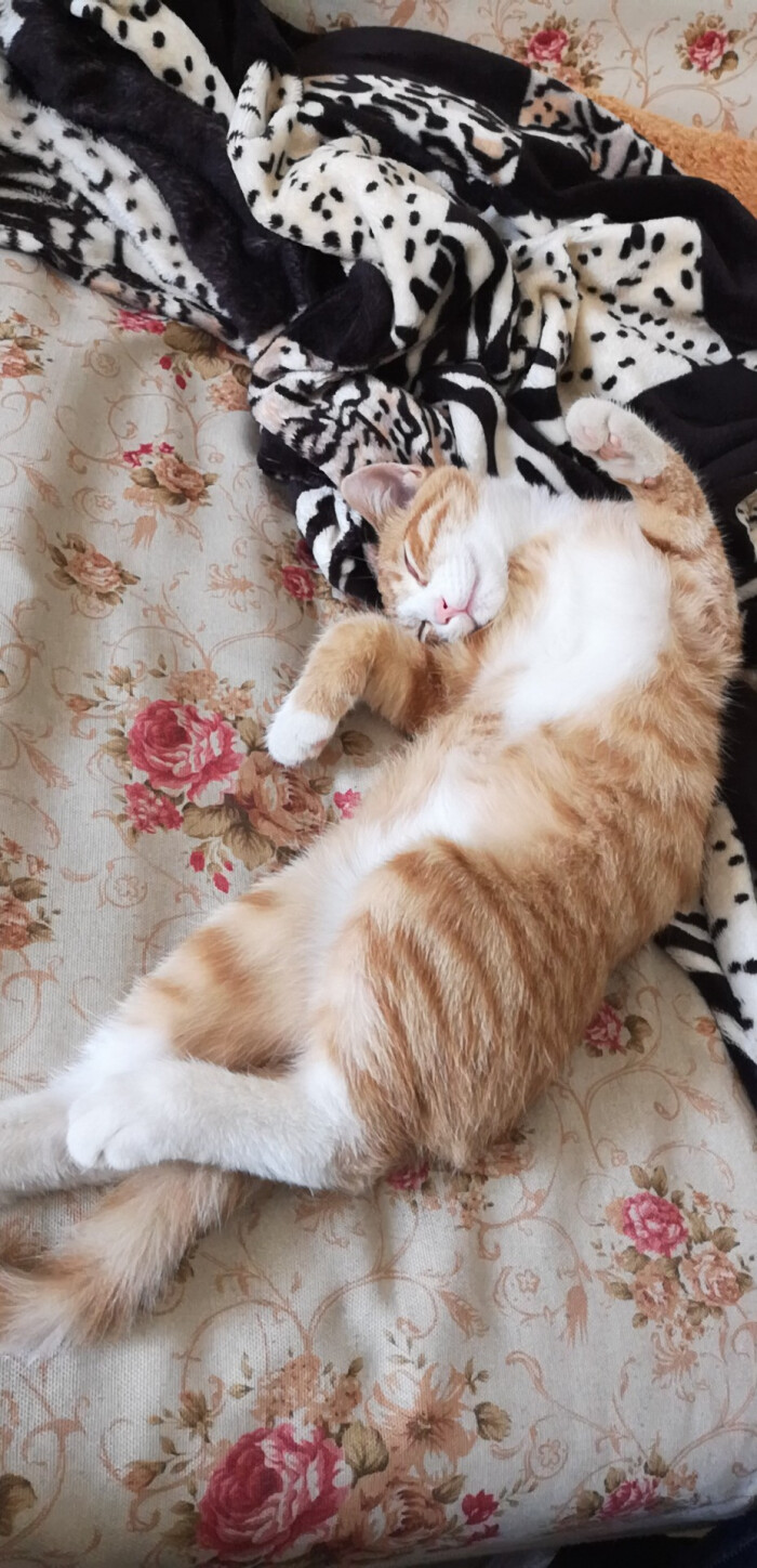 论猫咪各种睡姿
