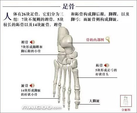 人体骨骼 