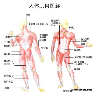 发布到  肌肉分布 图片评论 0条  收集   点赞  评论  男人体肌肉结构