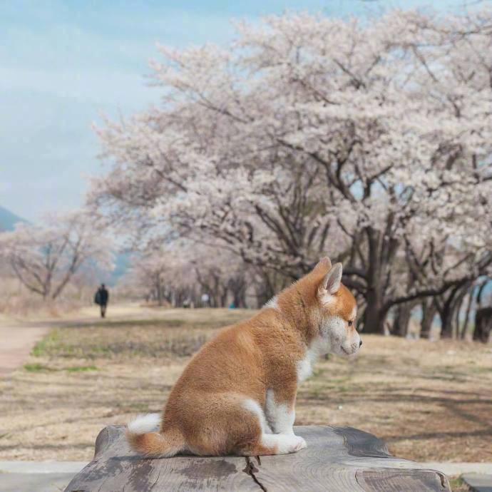 一只忧郁的小柴犬