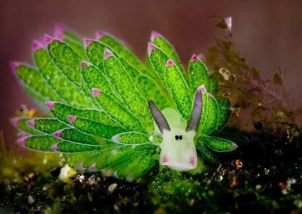 它叫海蛞蝓(藻类),长相酷似小羊,以藻类为食,有点萌呐! 丨摄影师