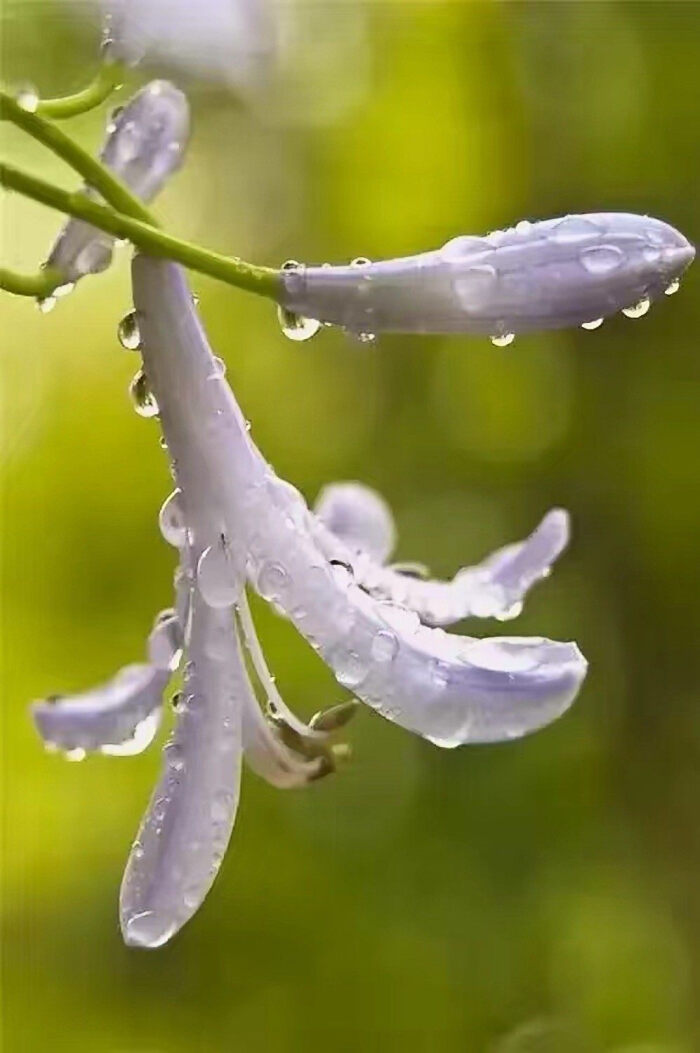 露水花朵