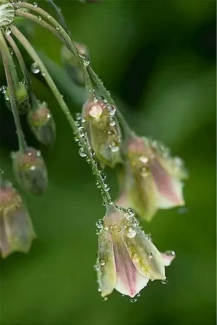 露水花朵