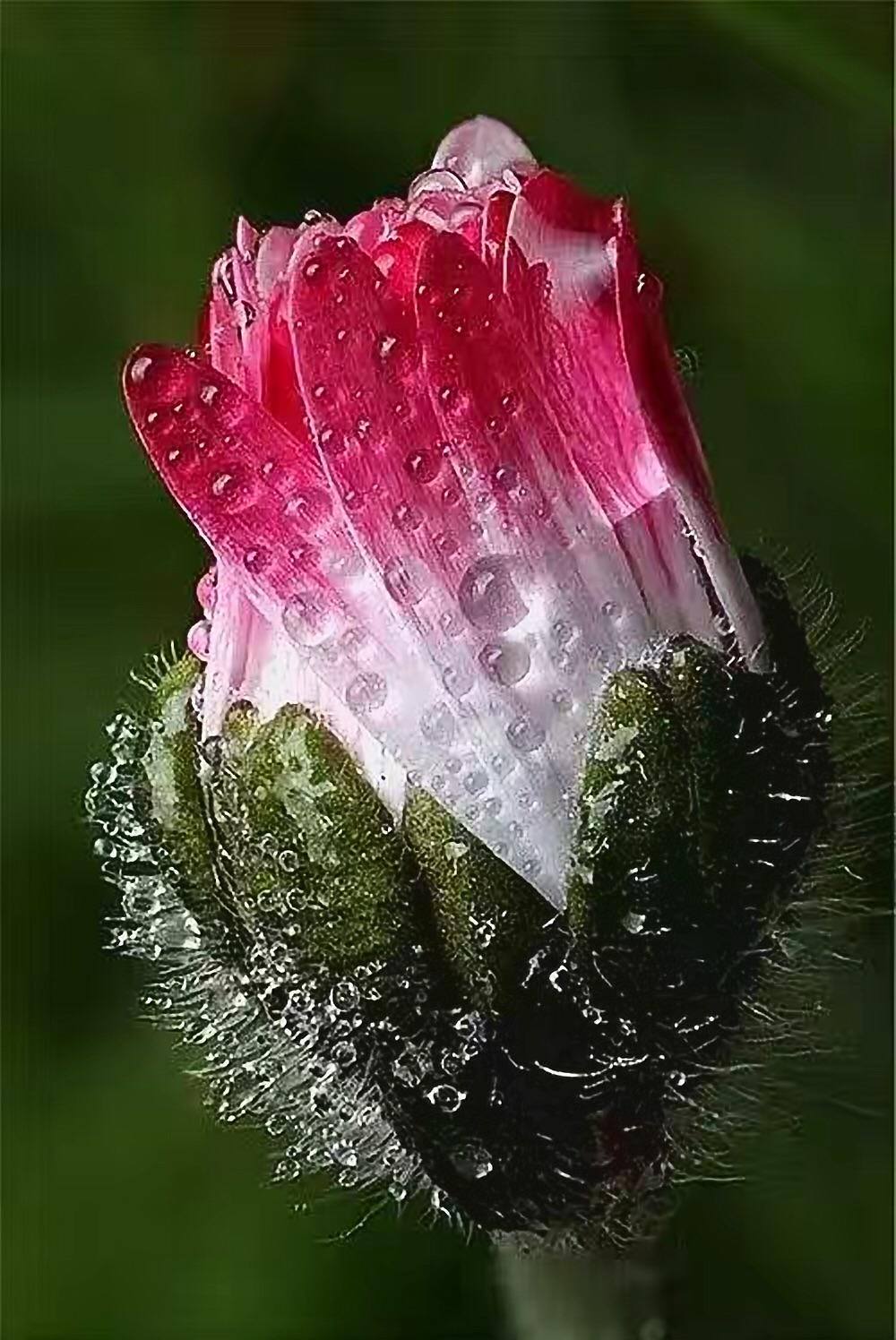 露水花朵