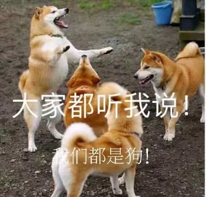 动物表情包 搞笑 可爱