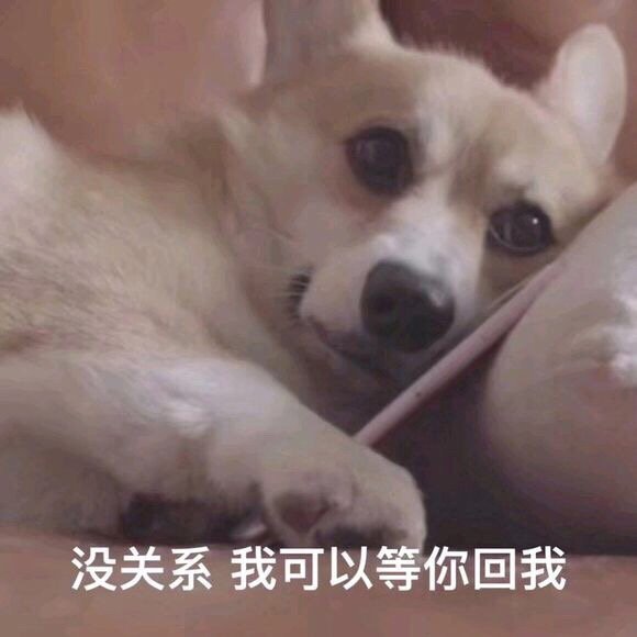 动物表情包 搞笑 可爱