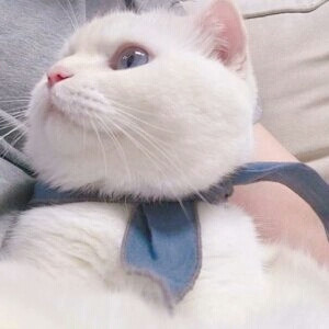 【情头】对象不是人系列