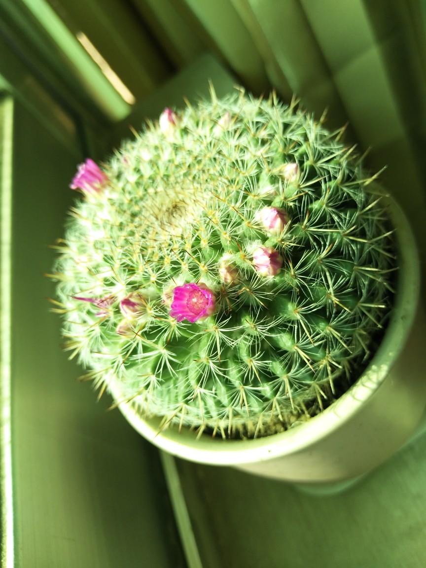 植物#仙人球