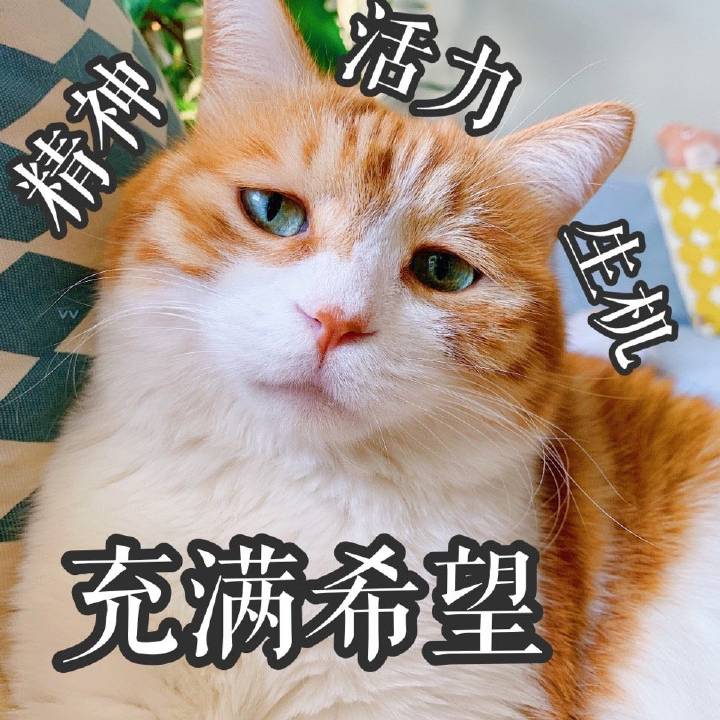 猫 沙雕 表情包 追星