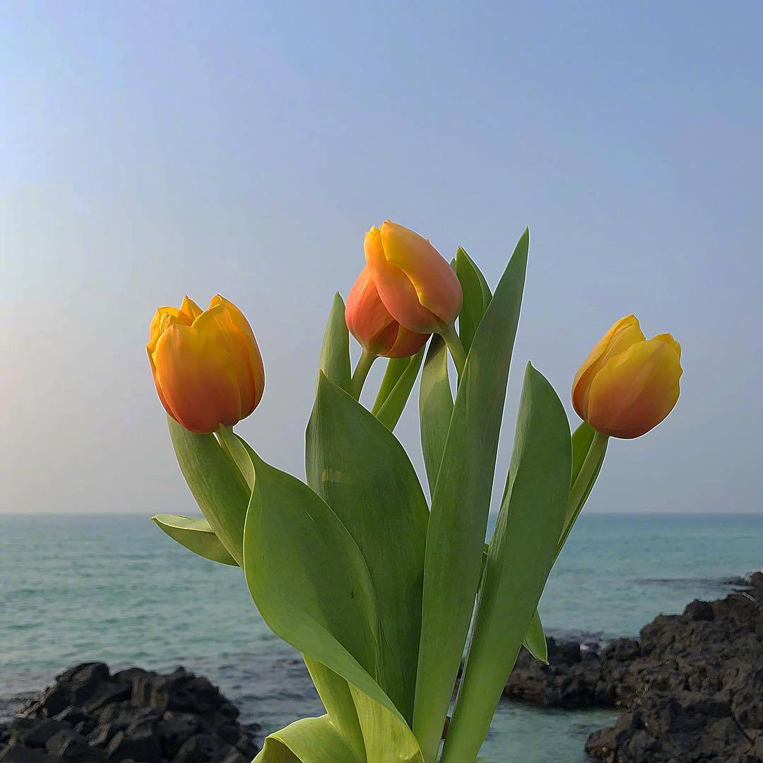 日落时分的天空和鲜花.ins:90.1223