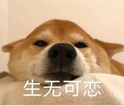 柴犬表情包