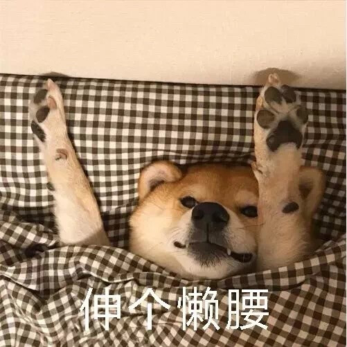 斗图必备表情包 柴犬表情包——天气太冷了,不想起床.