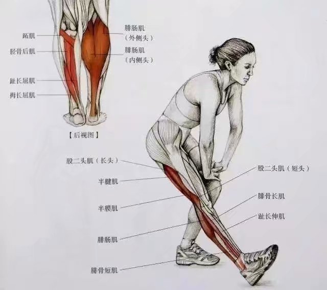 小腿拉筋防止长肌肉
