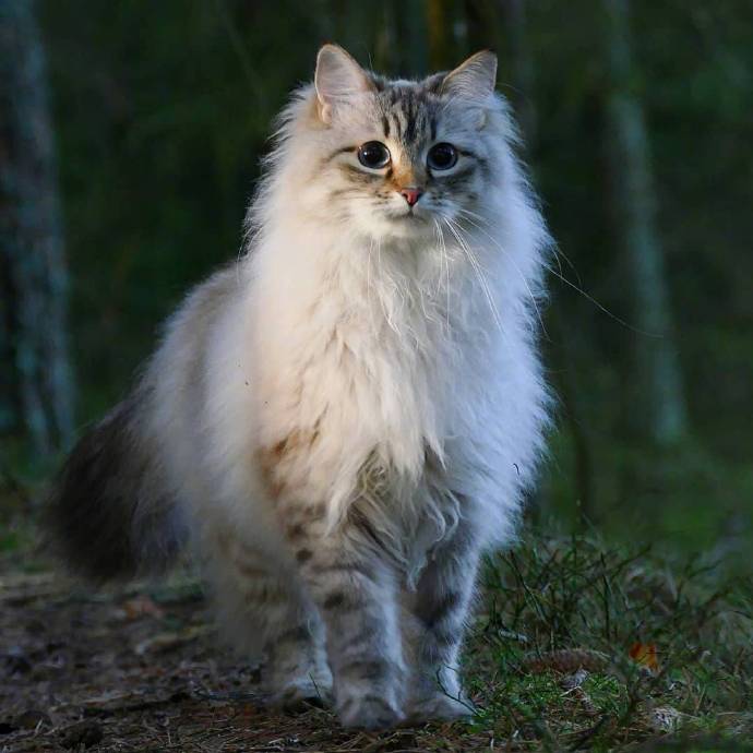 西伯利亚森林猫果然在森林里就是仙女的存在
